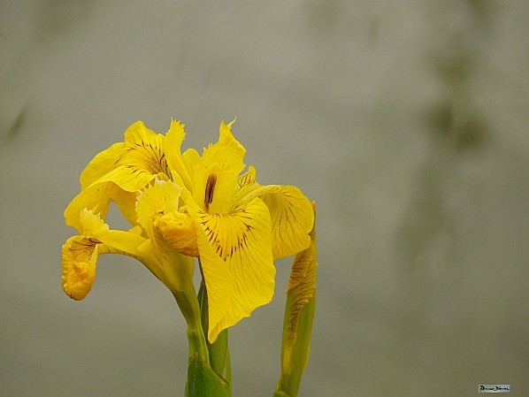 2012-05 Iris d'eau (3)