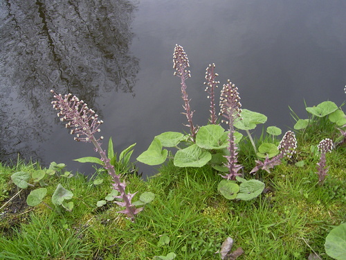 Grand pétasite Petasites hybridus.jpg