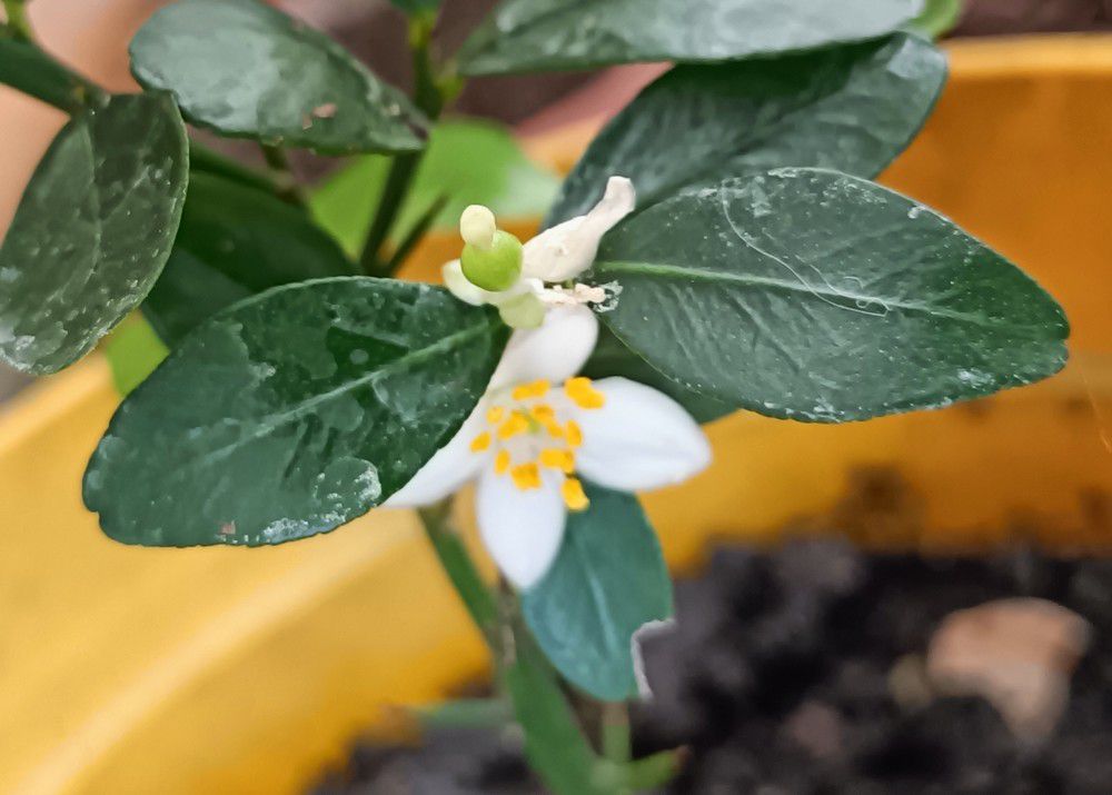 Des fleurs sur mes boutures de citronniers...