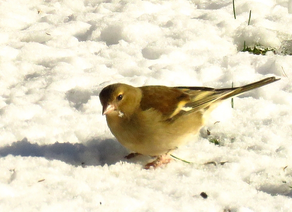 D'autres oiseaux sont venus visiter mon jardin cet hiver...
