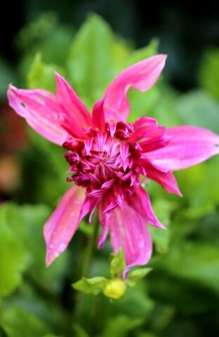 Eclosion d'un dahlia : Penhill Dark Monarch