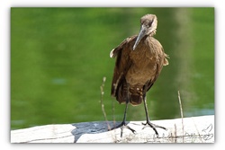 Ombrette africaine - Parc des oiseaux