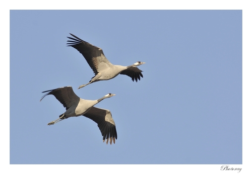 Grues cendrées