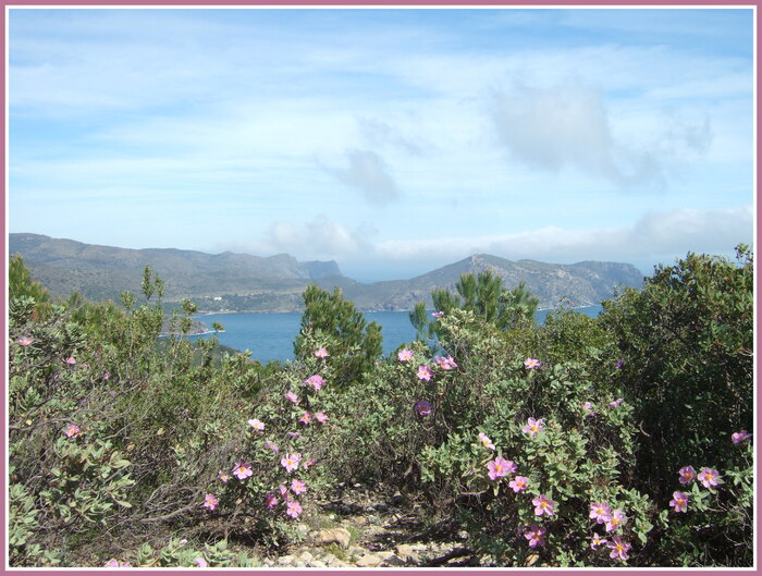 Sur le sentier des cystes...