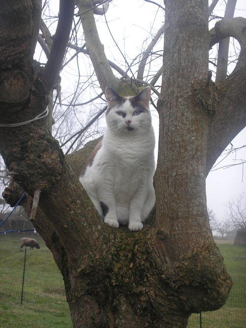 Bonbon dans l'arbre