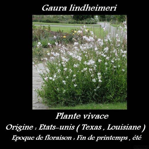 Gaura lindheimeri 