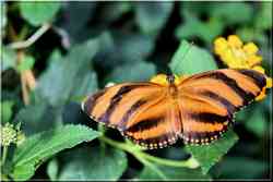 Papillons Tropicaux Dryadula phaetusa Nymphalidae