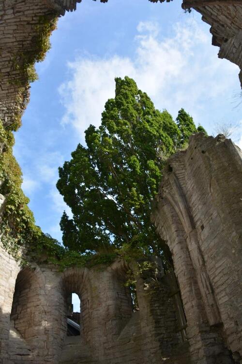 Les ruines de l'église Saint-Lars à Visby