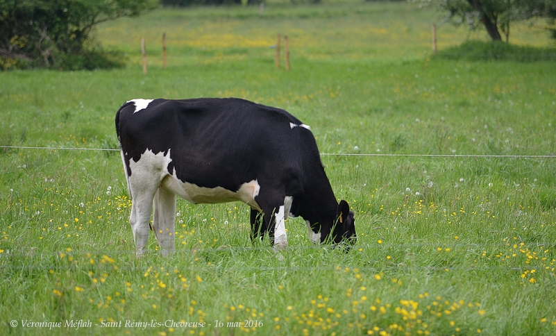 Saint Rémy-lès-Chevreuse : La ferme de Coubertin : Les vaches laitières
