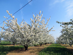 Rando des cerisiers en fleur à Bessanay