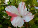 Identification par les fleurs !