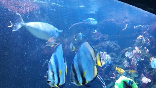 Sortie à l'aquarium