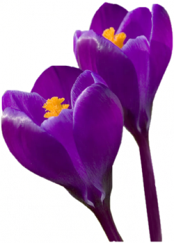 Tubes Fleurs - Divers