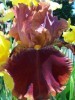 Iris de jardin Rustler