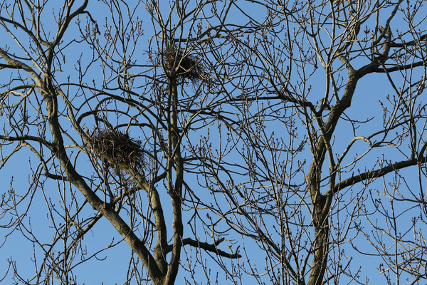 Un nid d'oiseaux migrateurs détruit par un service d'élagage en