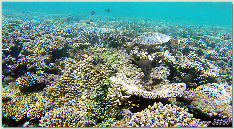 Chirurgiens striés (Ctenochaetus striatus) et ... autre chose : que devinez-vous, confondu dans les coraux ? - Athuruga - Atoll d'Ari - Maldives