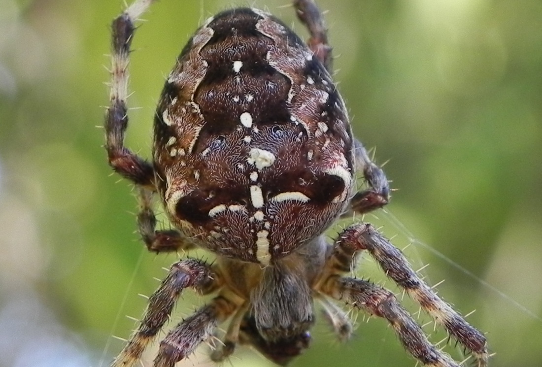Ma photo du jour : une araignée