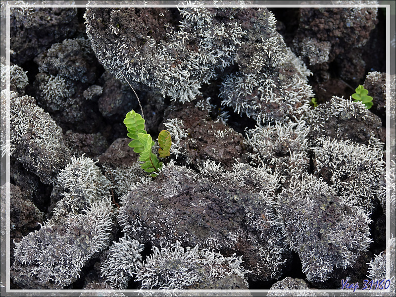 La végétation colonise lentement les coulées de lave du Piton de la Fournaise - Saint-Philippe - Île de la Réunion