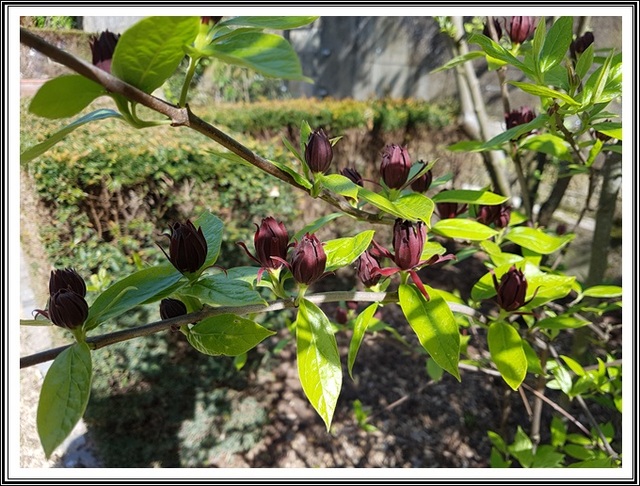 Metz..le jardin botanique