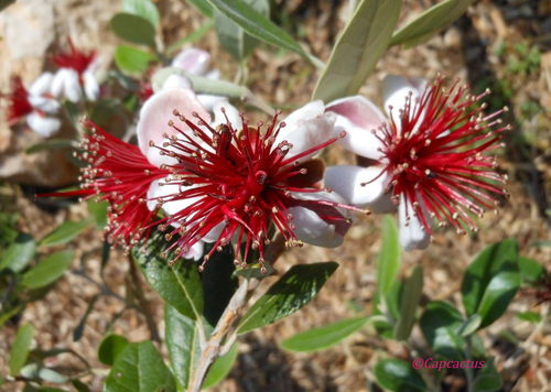 Des fleurs et des fleurs en ce lundi de Pentecôte