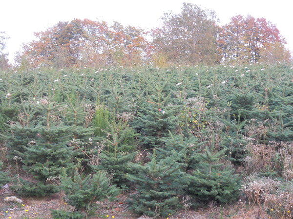 Le morvandiau Eulglod nous présente une culture-phare de sa région : le sapin...de Noël