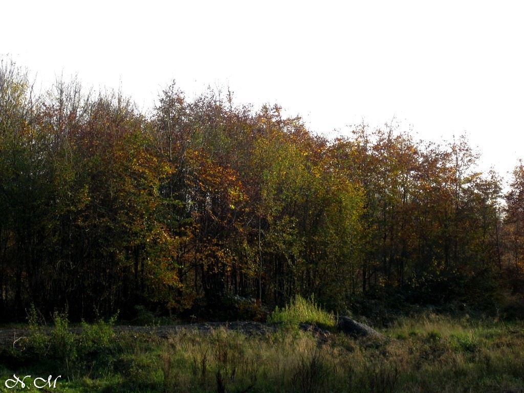 Promenade en forêt