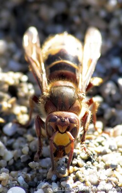 Gros plan sur le Frelon Européen - Saint jean de chevelu - Savoie - Mars 2019