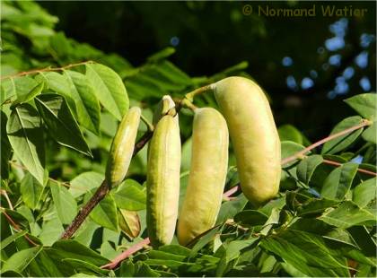 Photo des fruits du Chicot du Canada - Gymnocladus dioicus