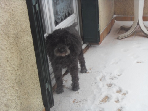 Mon fidèle chien