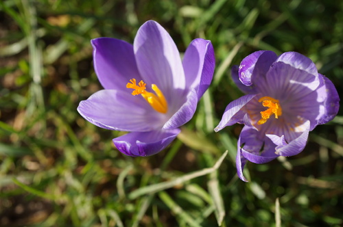 En attendant le printemps : les premiers bulbes