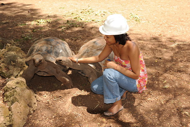 Rodrigues, petit moment de tendresse avec les tortues géantes