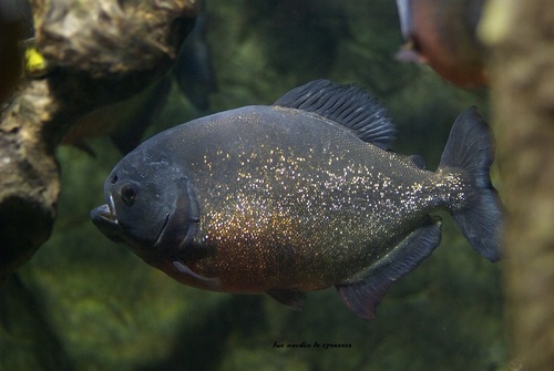 Aquarium des Tropique  26400 Allex 