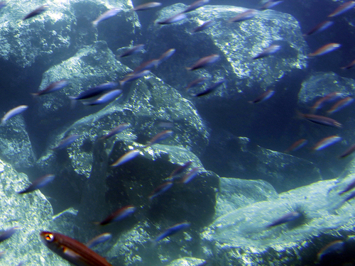 Lanzarote : Le sous marin jaune