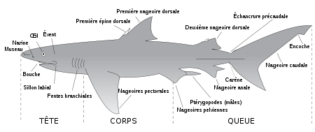 anatomie du requin