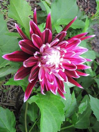 Dahlia Vancouver 