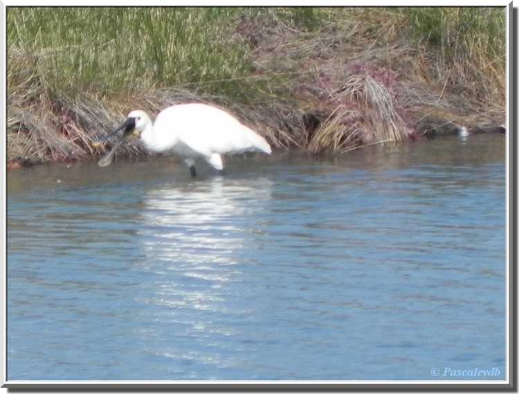 Parc ornithologique du Teich - spatule