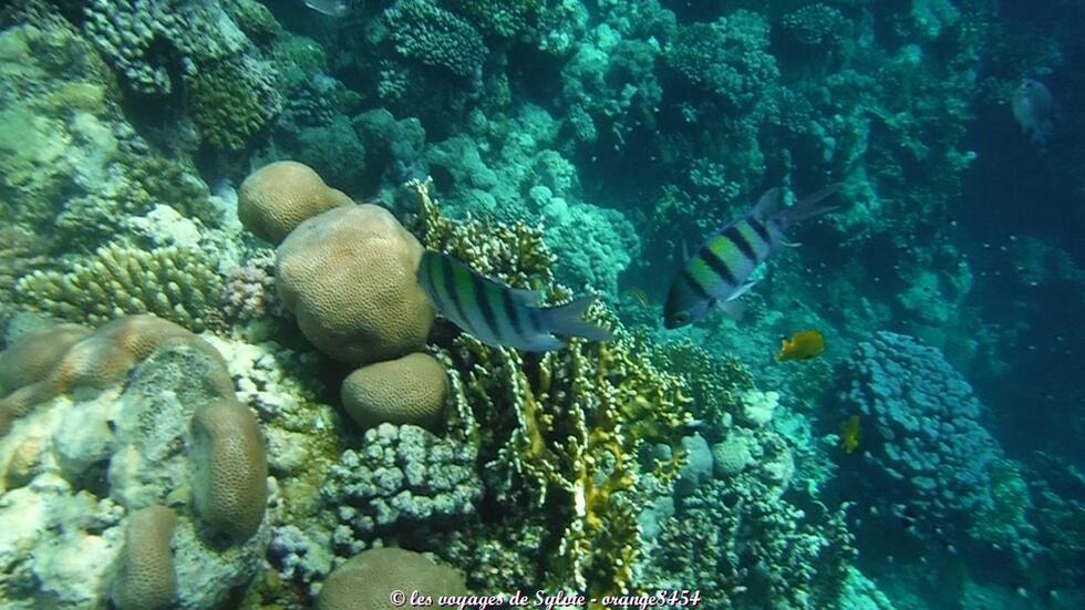 MARSA ALAM ÉGYPTE POISSONS 