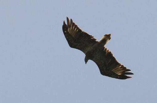 Aigle d'Australie (Wedge-tailed Eagle) Australie