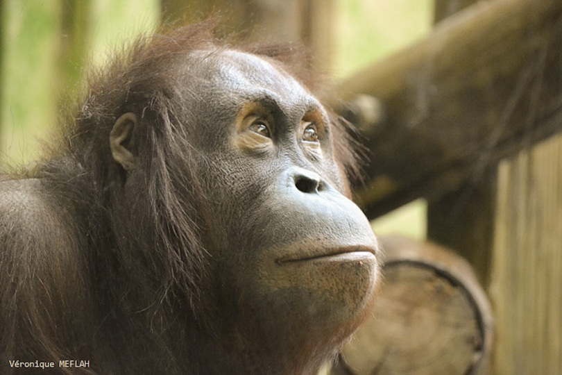 Ménagerie du Jardin des Plantes : Théodora vous présente sa fille Java