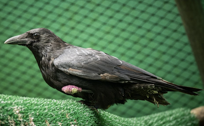 Rapatriement d'animaux, centre de sOins pOur la faune sauvage