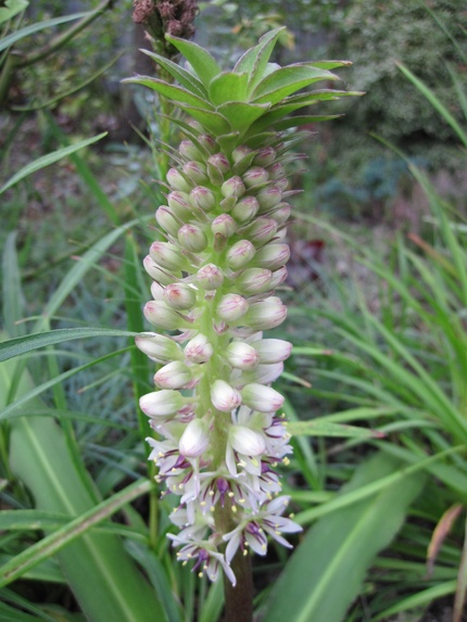 Eucomis bicolor