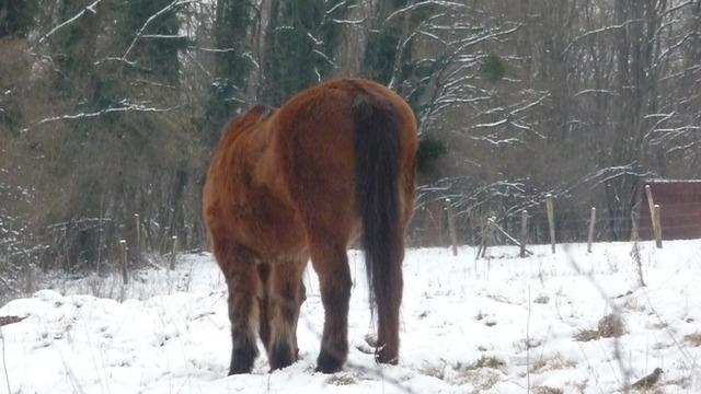 Blog de turlututu : mimipalitaf et ses photos, chevaux en hiver,