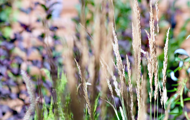 Les herbes folles 