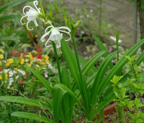 Fleurs cultivées : Ismène