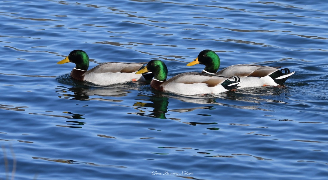 Canards Colverts