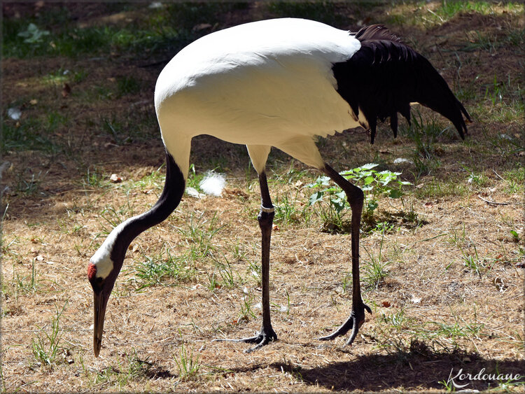 Photos Grues du Japon - Natur'Zoo