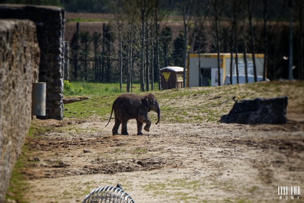 Farina (2 jours) et de la petite Malee née il y a un peu plus de 3 mois 