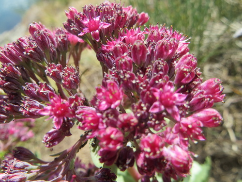 Fleurs roses