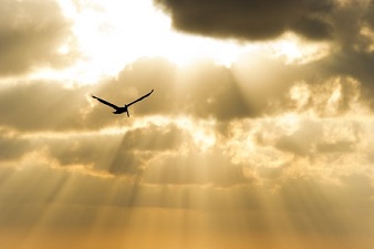 Les oiseaux ...