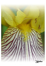 IRIS . . . . . Nibelugen